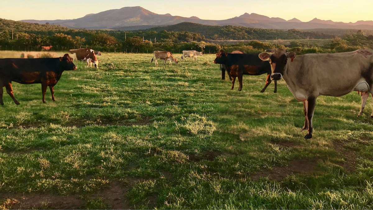 Grass pasture