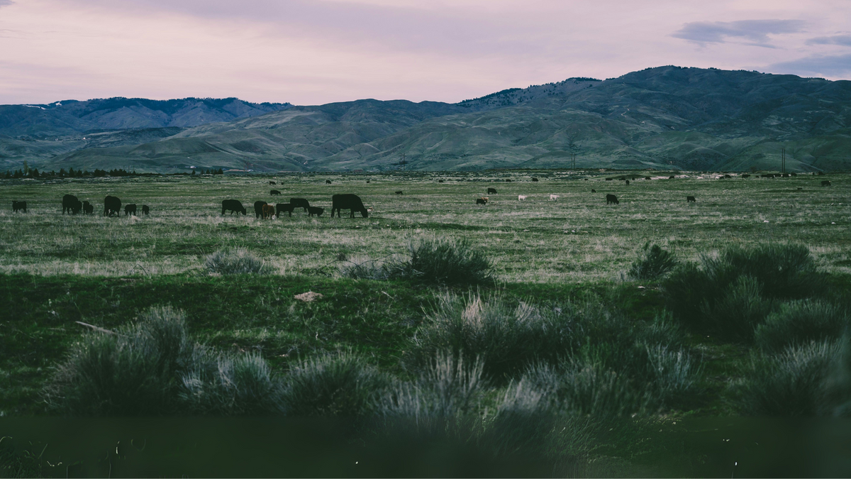 Cattle pasture
